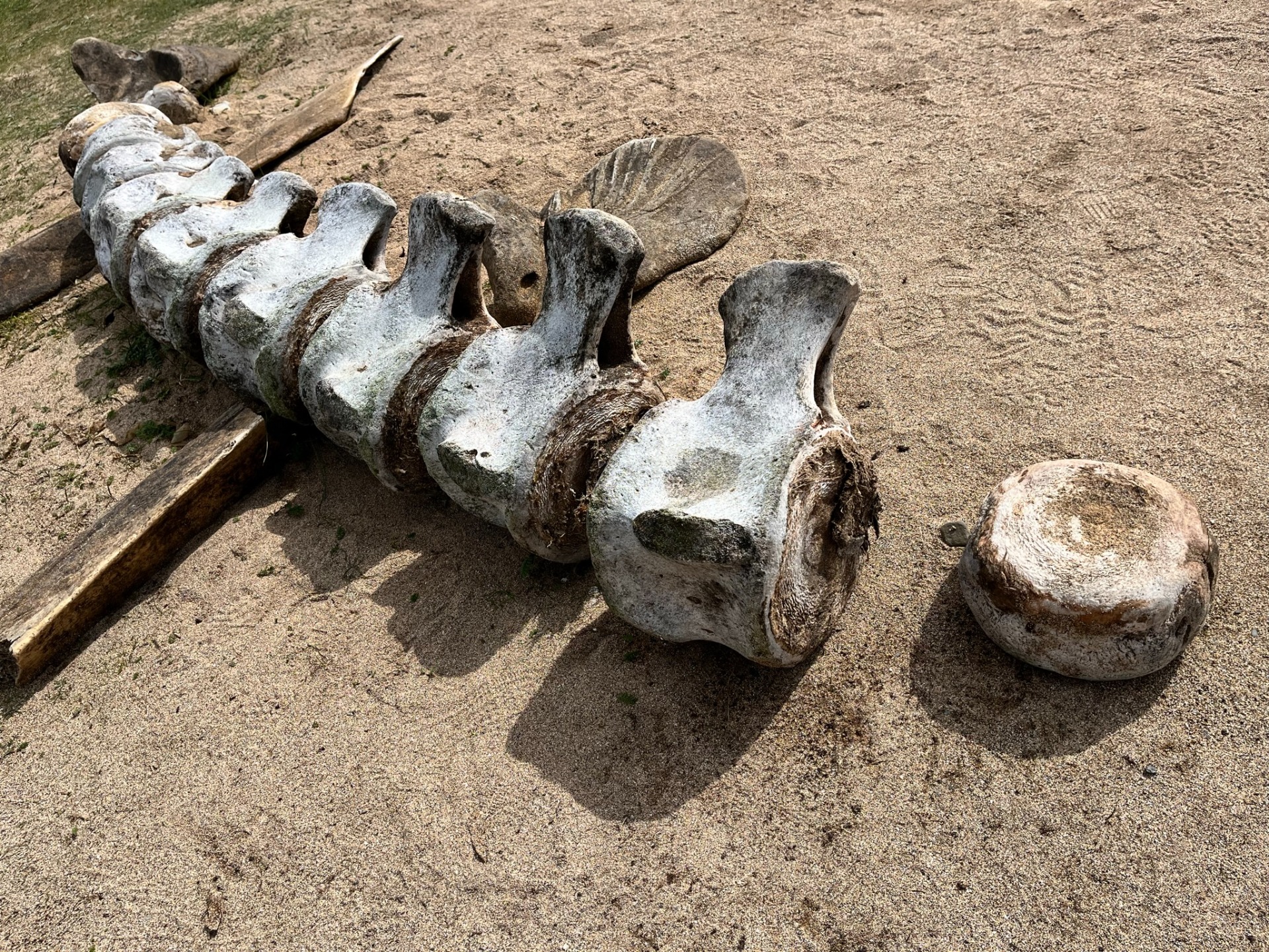 Zbytek kostry velryby na pláži.